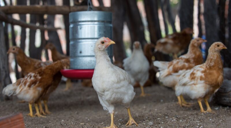  Governo da Bahia abre seleção de 50 organizações da agricultura familiar para fortalecer a produção de ovos caipiras