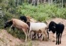 Operação Campo Seguro recupera sete caprinos furtados em Conceição do Coité
