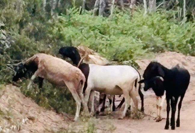 Operação Campo Seguro recupera sete caprinos furtados em Conceição do Coité