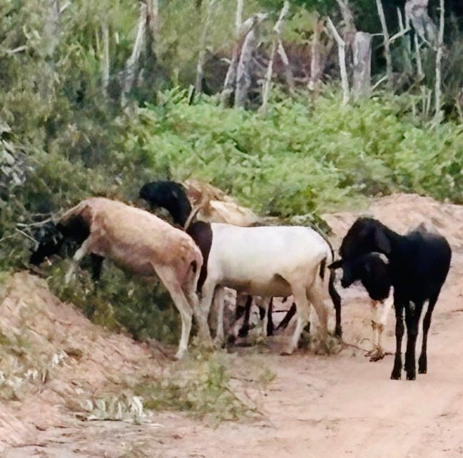 Operação Campo Seguro recupera sete caprinos furtados em Conceição do Coité