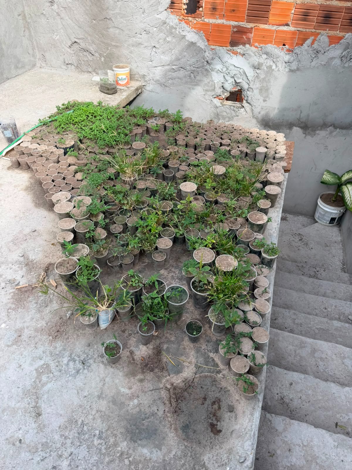 Operação Integrada desarticula plantação com cerca de 3 mil pés de maconha e prende suspeito em Caetité