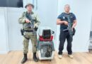 Polícias Civil e Militar prendem em flagrante homem que contrabandeava macacos-prego em Salvador