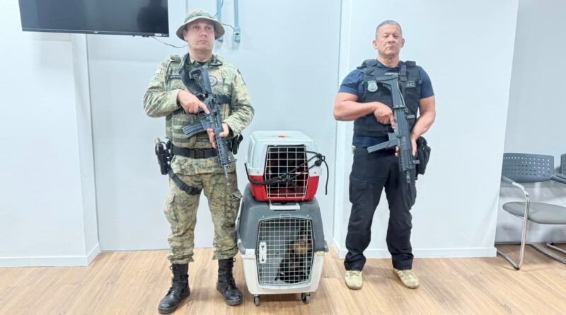 Polícias Civil e Militar prendem em flagrante homem que contrabandeava macacos-prego em Salvador