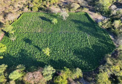 PF e PM erradicam 35 mil pés de maconha em Contendas do Sincorá