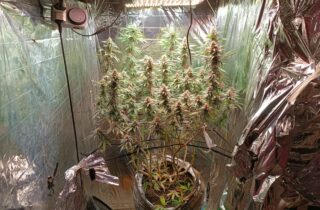 Estufa equipada para cultivo de drogas é localizada dentro de um imóvel em Trancoso