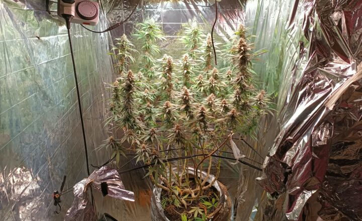 Estufa equipada para cultivo de drogas é localizada dentro de um imóvel em Trancoso
