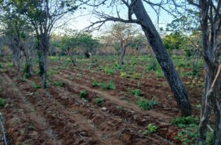 PM erradica plantação de maconha e apreende arma na zona rural de Campo Formoso