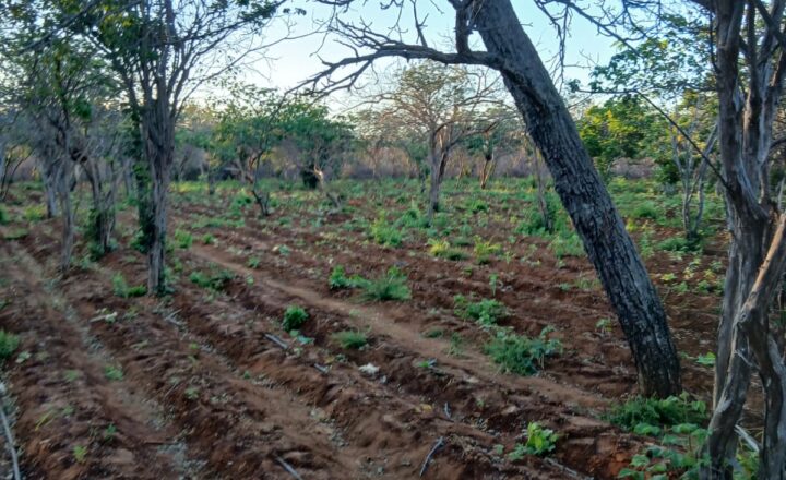 PM erradica plantação de maconha e apreende arma na zona rural de Campo Formoso