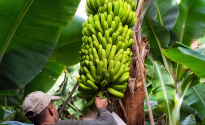 Fruticultura baiana ganha projeção internacional na Fruit Attraction Madrid 2026