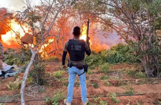 Em mais uma ação integrada contra facções, PC e PM erradicam 22 mil pés de maconha em Campo Formoso