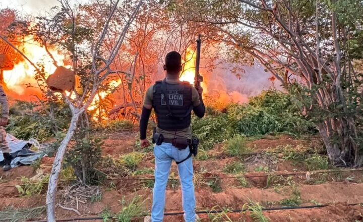 Em mais uma ação integrada contra facções, PC e PM erradicam 22 mil pés de maconha em Campo Formoso